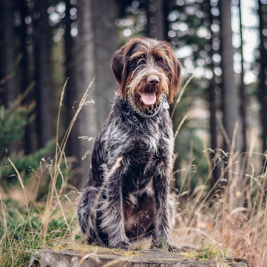 Beautiful female Rough-coated Bohemian Pointer sits on a tree stump and watches with her tongue out. Man's best friend and protector. Portrait of a sitting dog in Tidewater Green clay