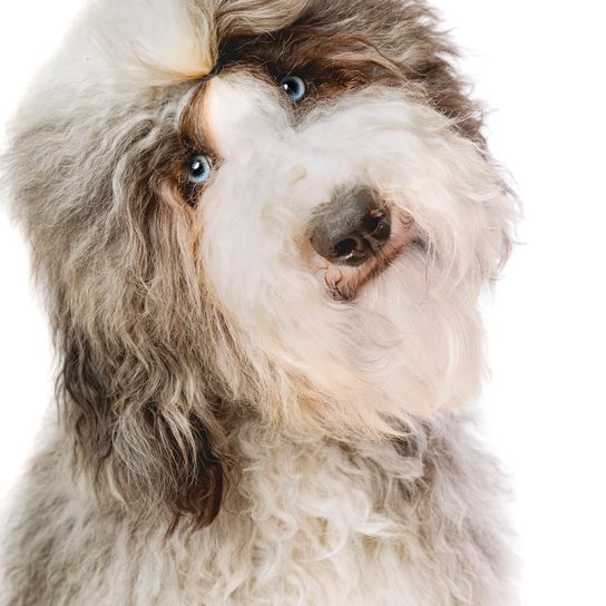 Sheep poodle dog against a white background