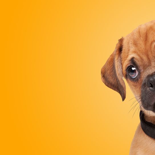 Portrait of Pugelier puppy against orange gradient background. half pug half Cavlier King Charles Spaniel