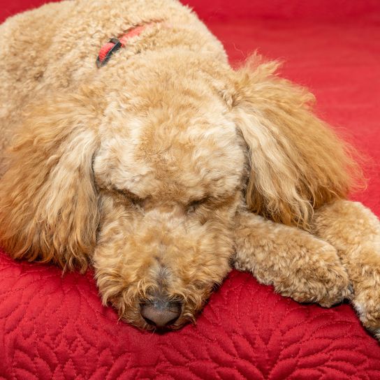 The Australian Labradoodle is a mix of Labrador Retriever, Poodle and Cocker Spaniel.