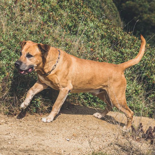 Uruguayan Cimarron breed dog hunting in the field. Concept for big game hunting