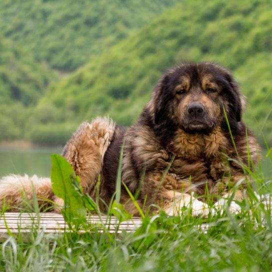 Sarplaninac, shepherd dog breed from Serbia