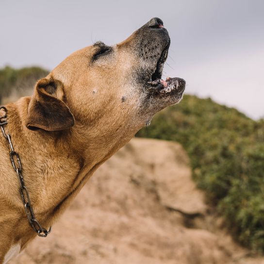 Old and brown dog of Uruguayan Cimarron breed enjoys a sunny day in the