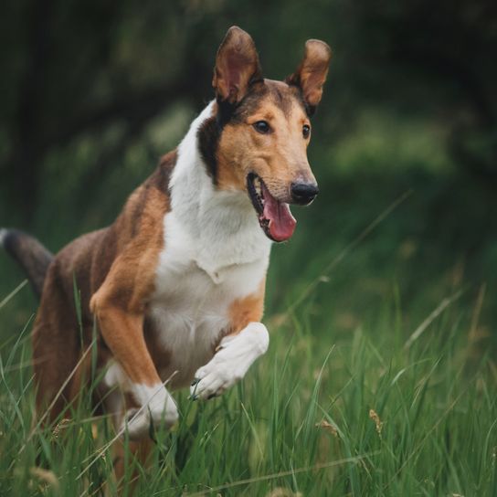 Dog Smooth Collie in nature
