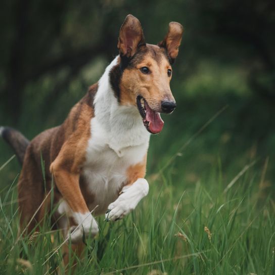 Dog Smooth Collie in nature Dog Smooth Collie in nature