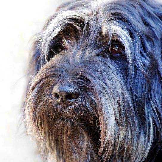 Face of a Portuguese shepherd dog