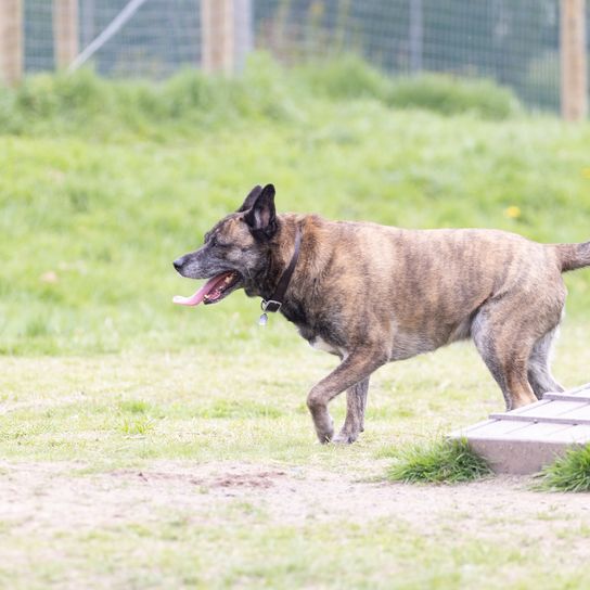 Large brindle dog runs in the dog park A large brindle dog runs past the obstacle course in the dog park