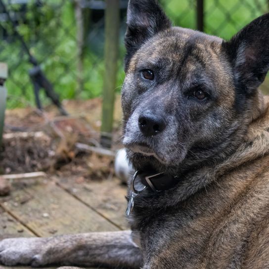 Relaxed peaceful large brindle dog lying on deck Relaxed, peaceful, large, brindle husky-boxer mix dog lying outside on an old wooden deck