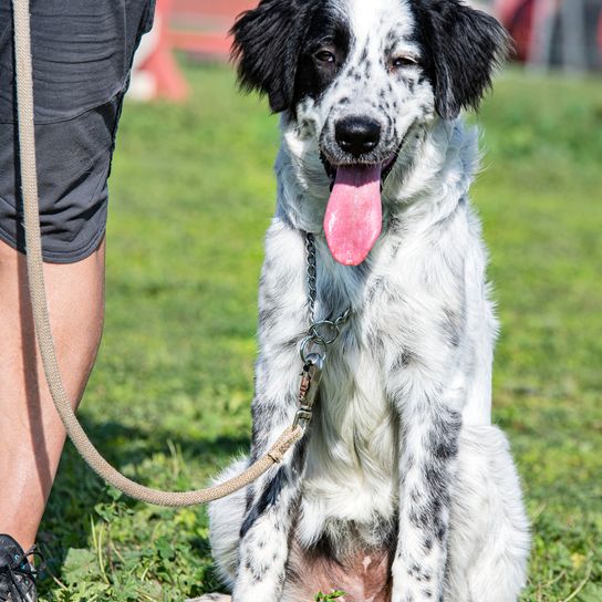 Young Tornjak during obedience training with his owner