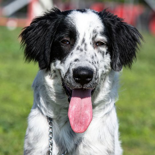 Young Tornjak during obedience training with his owner