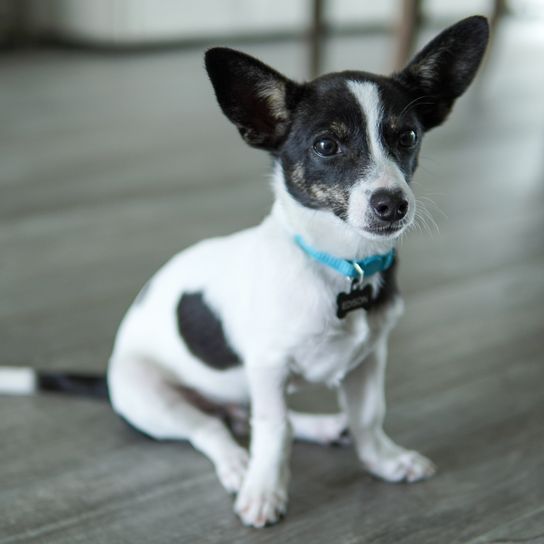 Edison, the Rat Terrier/Chihuahua mix, poses for the camera Edison, the Rat Terrier/Chihuahua mix, poses for the camera