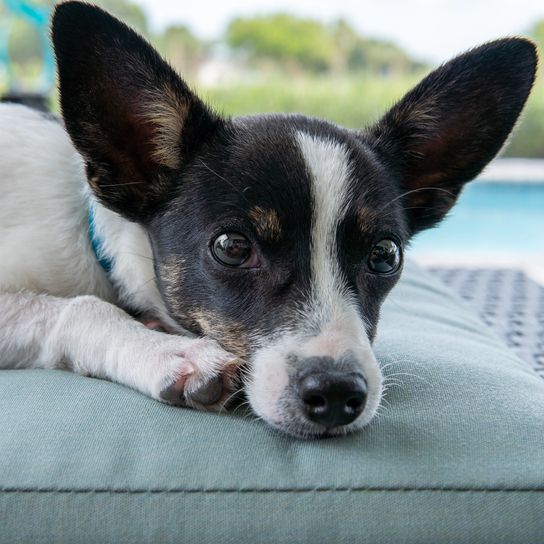 Edison the rat terrier Chihauhau rests and looks into the camera Edison the rat terrier Chihauhau rests and looks into the camera