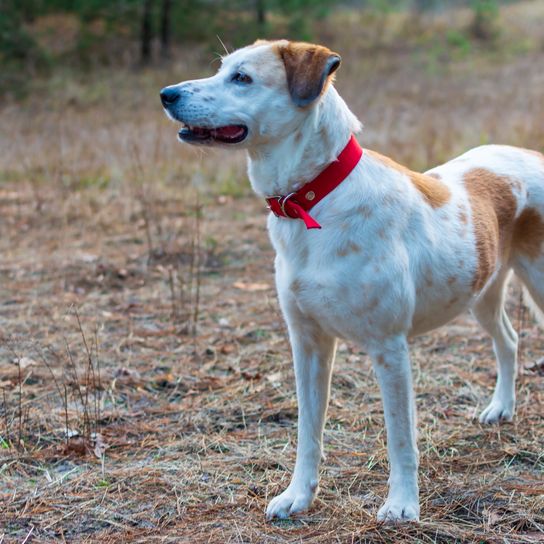 An Istrian shorthaired dog stands in the forest.