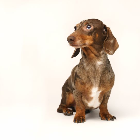 Dwarf rabbit dachshund, marbled fur. Isolated on white background