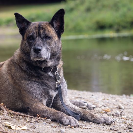 peaceful happy dog lying on the rocky shore Peaceful happy husky-boxer mix dog lying on the rocky lakeshore