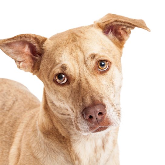 Close-up of Chihuahua Corgi Mix Cute Welsh Corgi and Chihuahua mixed breed small dog close up portrait isolated on white background