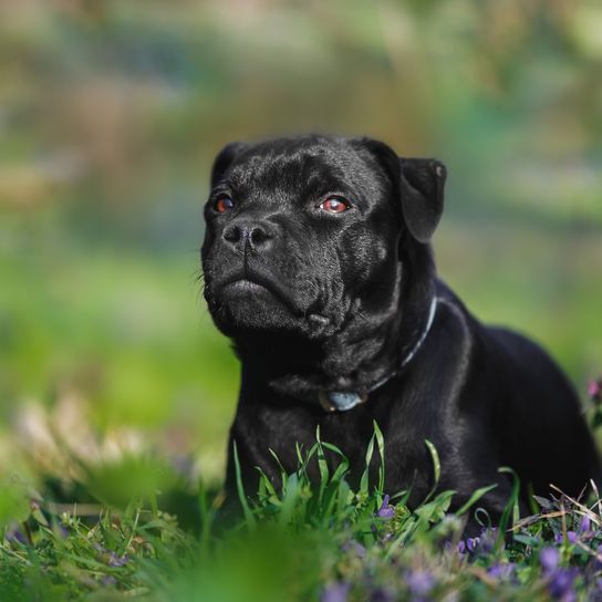 Portrait of English Staffordshire bull terrier puppy lying in the grass in spring or summer. Selective focus, copy space
