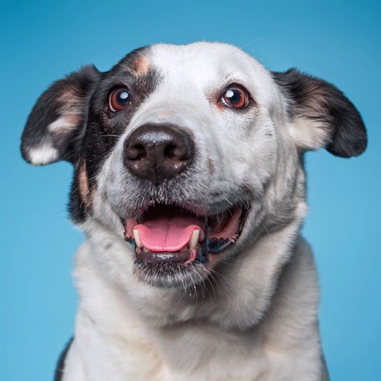 Cute border collie mix cattle dog on an isolated background studio shot Cute border collie mix cattle dog on an isolated background studio shot