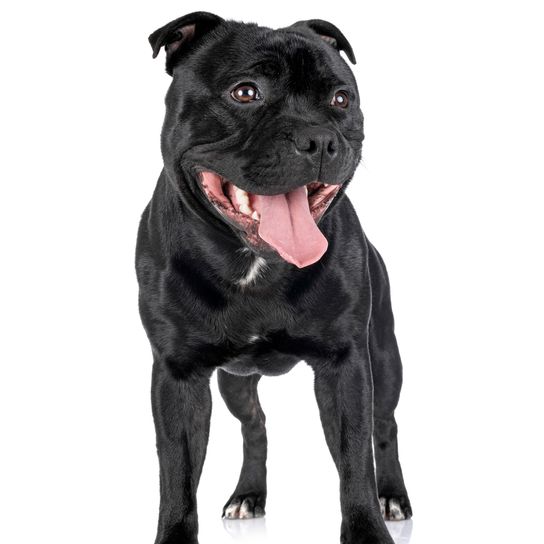 Staffordshire bull terrier against white background