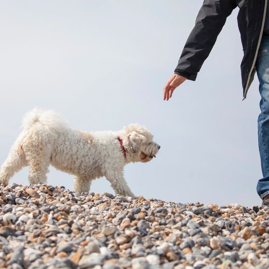 Adorable dog, which is a mix of Shih Tzu and Bichon Frise, on the beach Adorable dog, which is a mix of Shih Tzu and Bichon Frise, on the beach