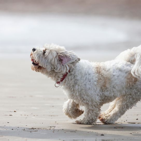 Adorable dog who is a mix of Shih Tzu and Bichon Frise Adorable dog who is a mix of Shih Tzu and Bichon Frise