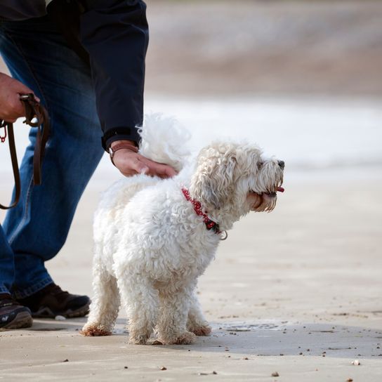 Adorable dog, which is a mix of Shih Tzu and Bichon Frise, on the beach Adorable dog, which is a mix of Shih Tzu and Bichon Frise, on the beach