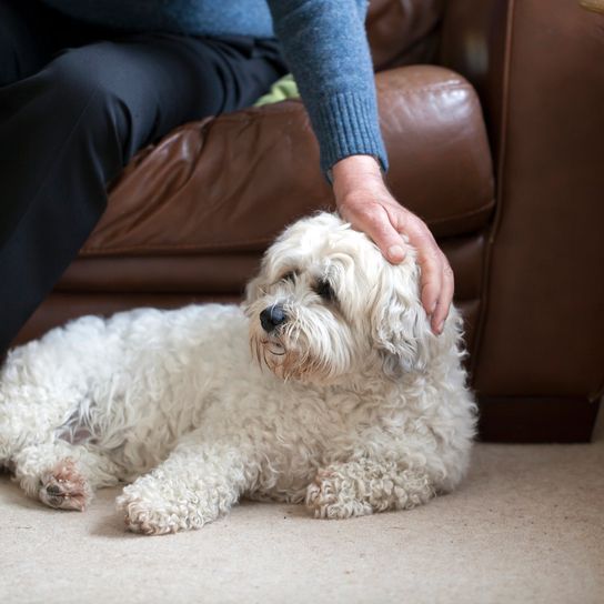 Adorable dog who is a mix of Shih Tzu and Bichon Frise Adorable dog who is a mix of Shih Tzu and Bichon Frise