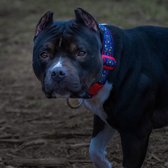 A BLACK AND WHITE STAFFORDSHIRE BULL TERRIER LOOKING STRAIGHT INTO THE CAMERA WITH BEAUTIFUL EYES AND WEARING A COLORFUL COLLAR