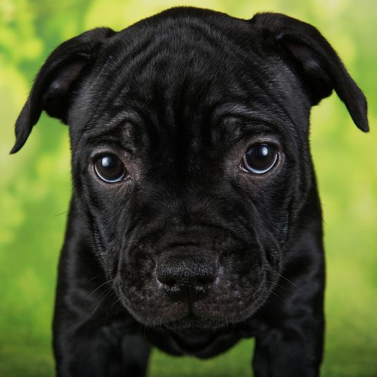 Black female American Staffordshire Bull Terrier bitch or AmStaff puppy five weeks old on green background.