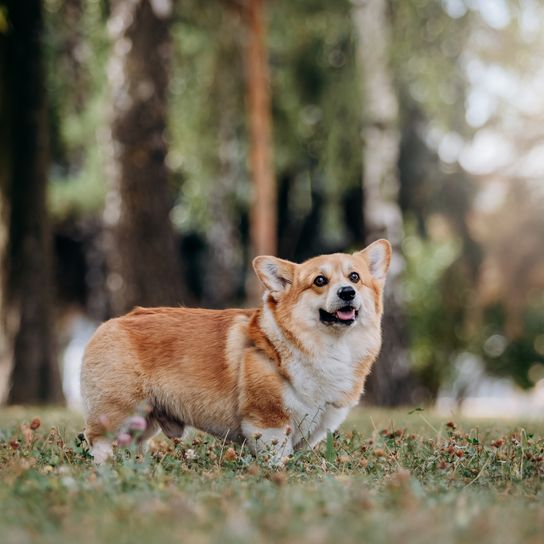 Adorable adult dog Welsh Corgi Pembroke walks in the city park in summer