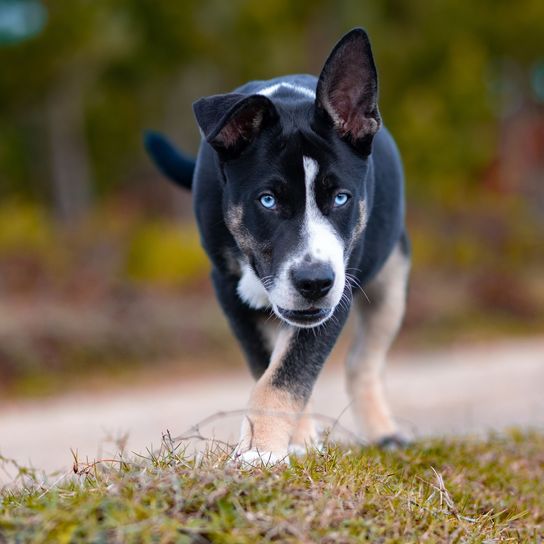 Selective focus shot of a black and white with blue eyes McNab, playing, running outside in the fall park on a blurred background Selective focus shot of a black and white with blue eyes McNab, playing, running outside in the fall park on a blurred background
