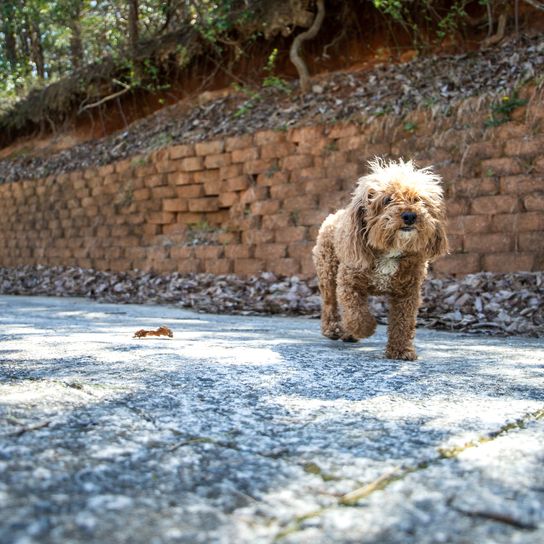 A brown, red-haired Bichon Poodle dog is walking near a retaining wall.