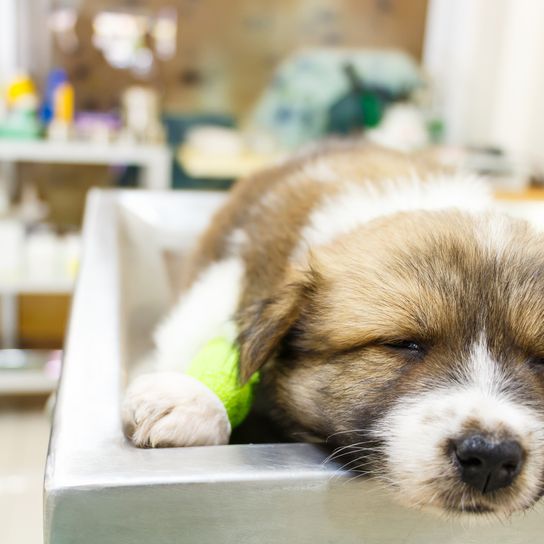 Cute puppy (Thai Bangkaew dog) sick and sleeping on operating table in vet's office