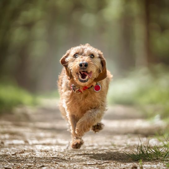 Basset Fauve de Bretagne dog runs directly towards the camera in the forest
