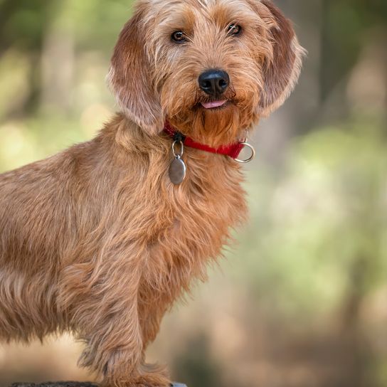Basset Fauve de Bretagne stands upright on a tree stump and looks happily into the camera in the forest