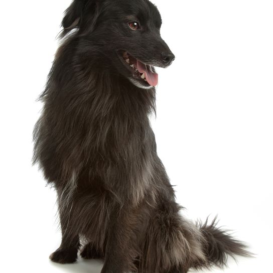 Black Pyrenean shepherd dog against a white background