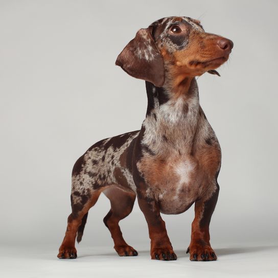 Marbled dachshund girl, very funny. Portrait of a dog. White background