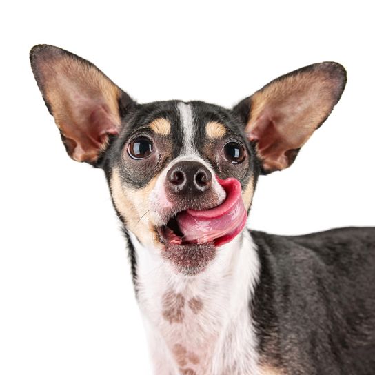 Cute rat terrier chihuahua mix A cute rat terrier-Chihuahua mix isolated on a white background Studio shot looking into the camera