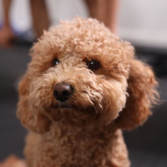 A portrait of the adorable brown Havapoo poodle on a blurred background