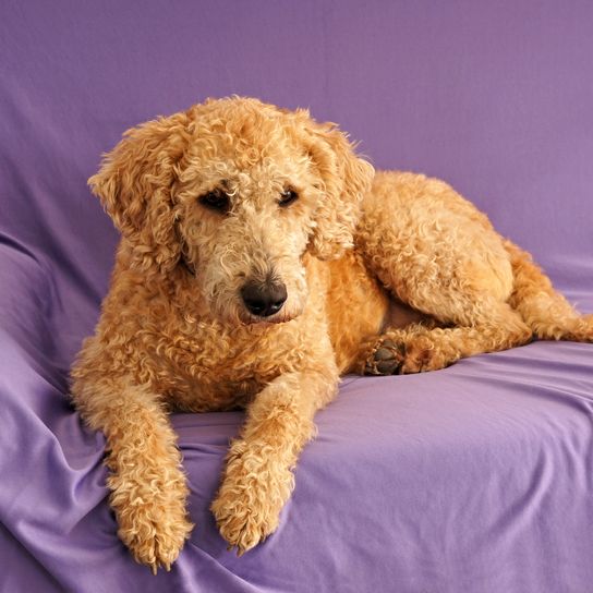 Cute dog Australian Labradoodle lying on the couch