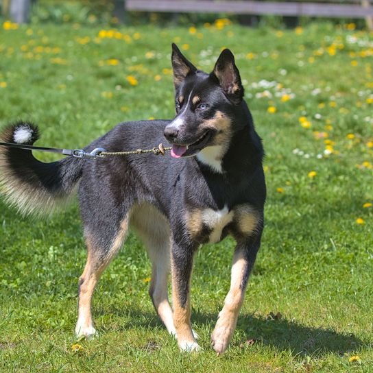 Lapland shepherd dog on a morning walk in the city park. Lapland shepherd dog originated in Finland. Pets. A sunny day. Close up.