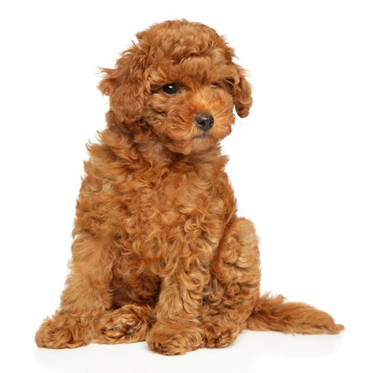 Toy poodle puppy sits on a white background