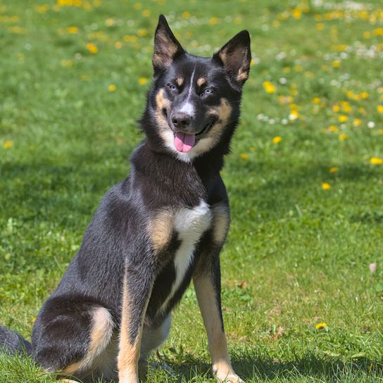 Lapland shepherd dog on a morning walk in the city park. Lapland shepherd dog originated in Finland. Pets. A sunny day. Close up.