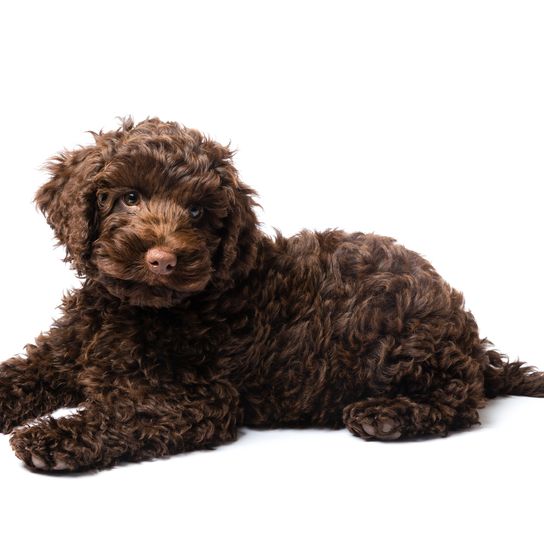 Labradoodle mini puppy 10 weeks old brown Labradoodle mini puppy dog