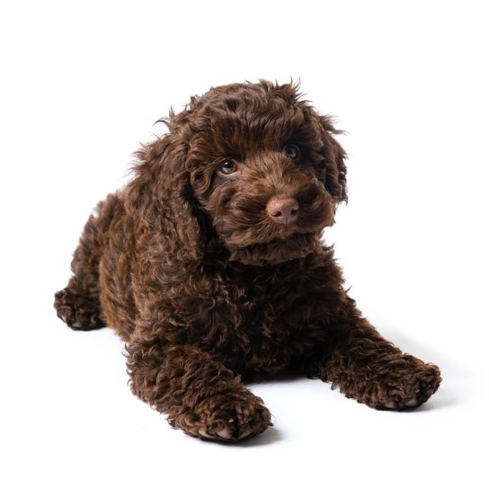 Labradoodle mini puppy 10 weeks old brown Labradoodle mini puppy dog