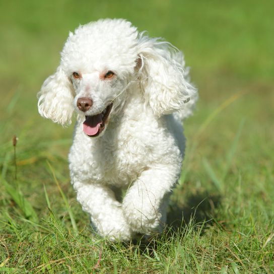 White miniature poodle runs in the grass