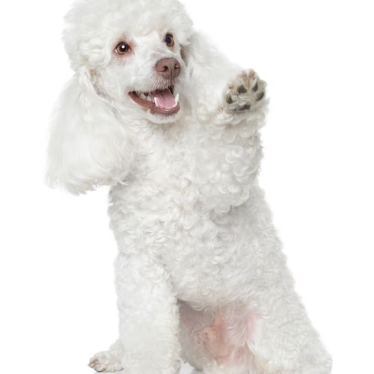 White toy poodle gives the paw on a white background