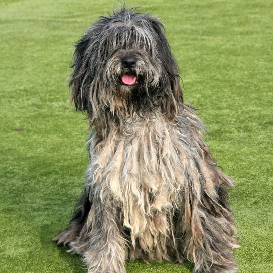 The portrait of the Bergamo shepherd dog in the garden