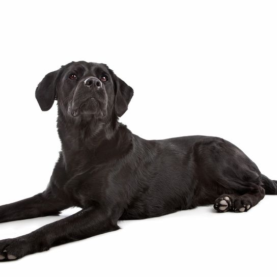 Mixed breed dog from a Labrador and a Flat-Coated Retriever Mixed breed dog from a Labrador and a Flat-Coated Retriever in front of a white background