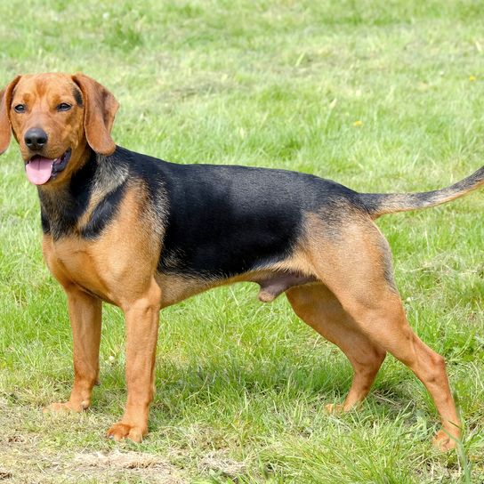 The portrait of Serbian Hound in the garden